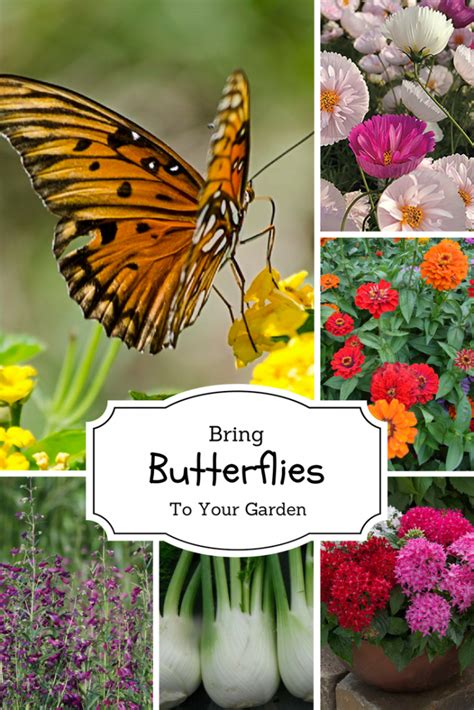 The Symbolism of Butterflies: Exploring the Meaning Behind Butterfly Boxz
